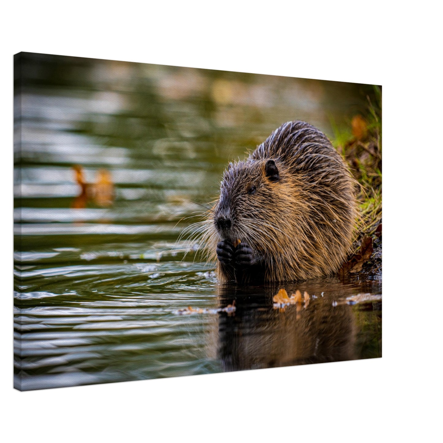 Nutria