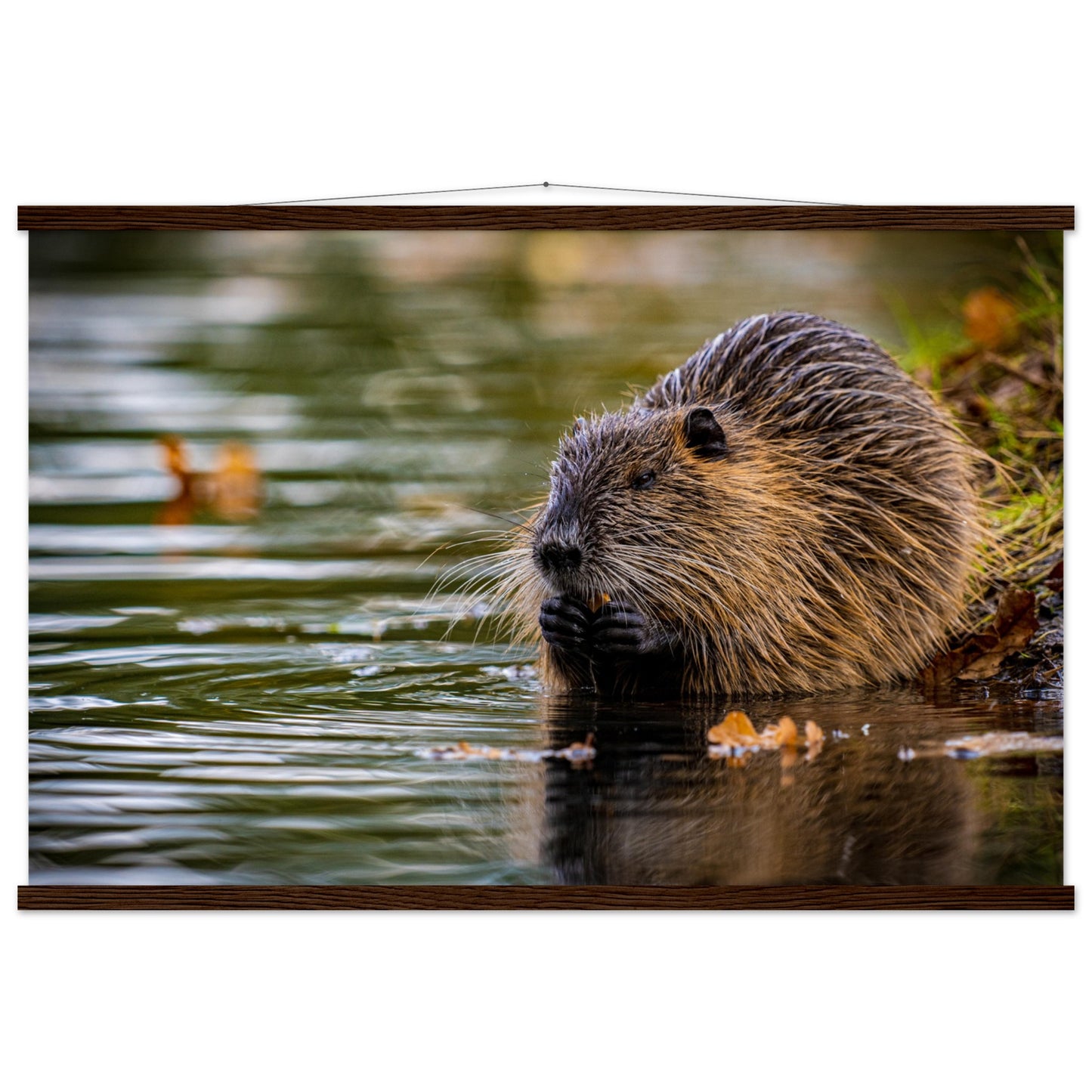 Nutria