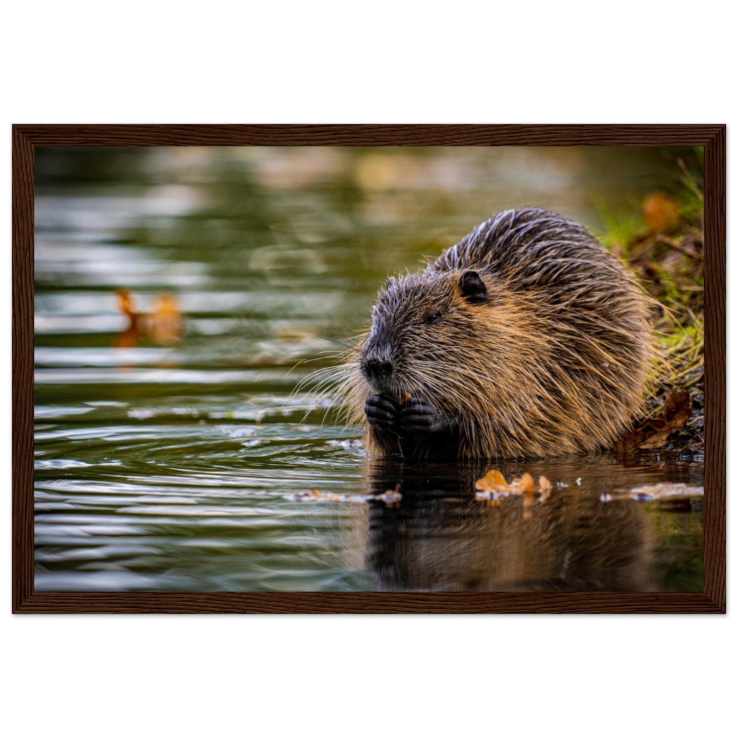 Nutria