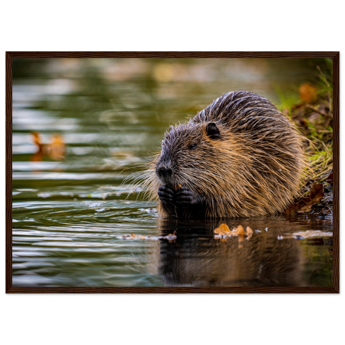 Nutria