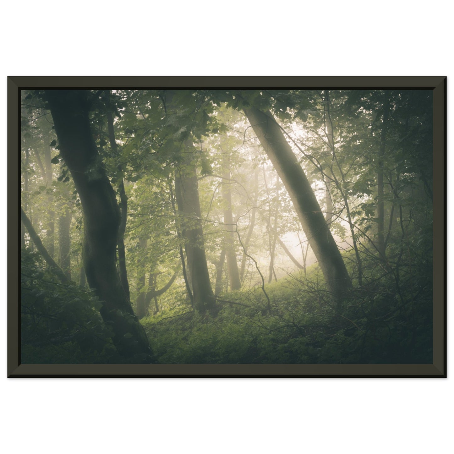 Ein Wald im Nebel