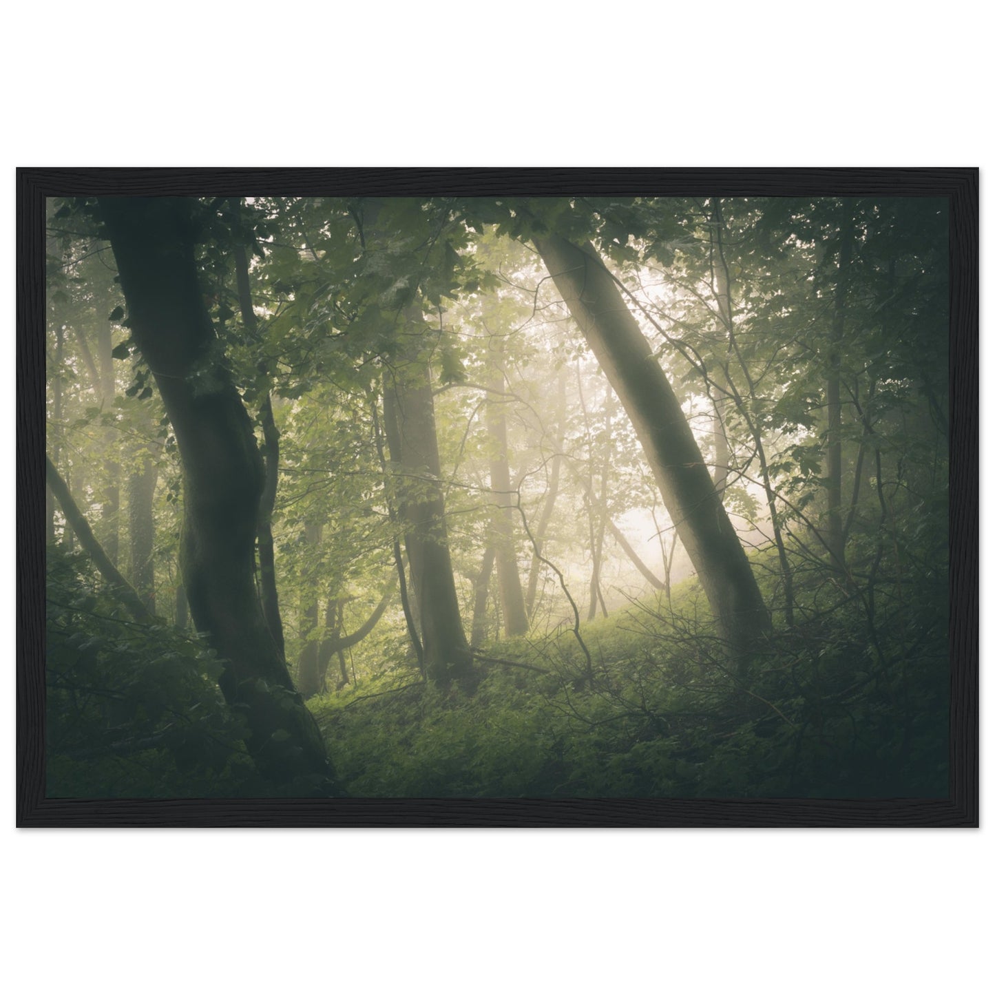 Ein Wald im Nebel