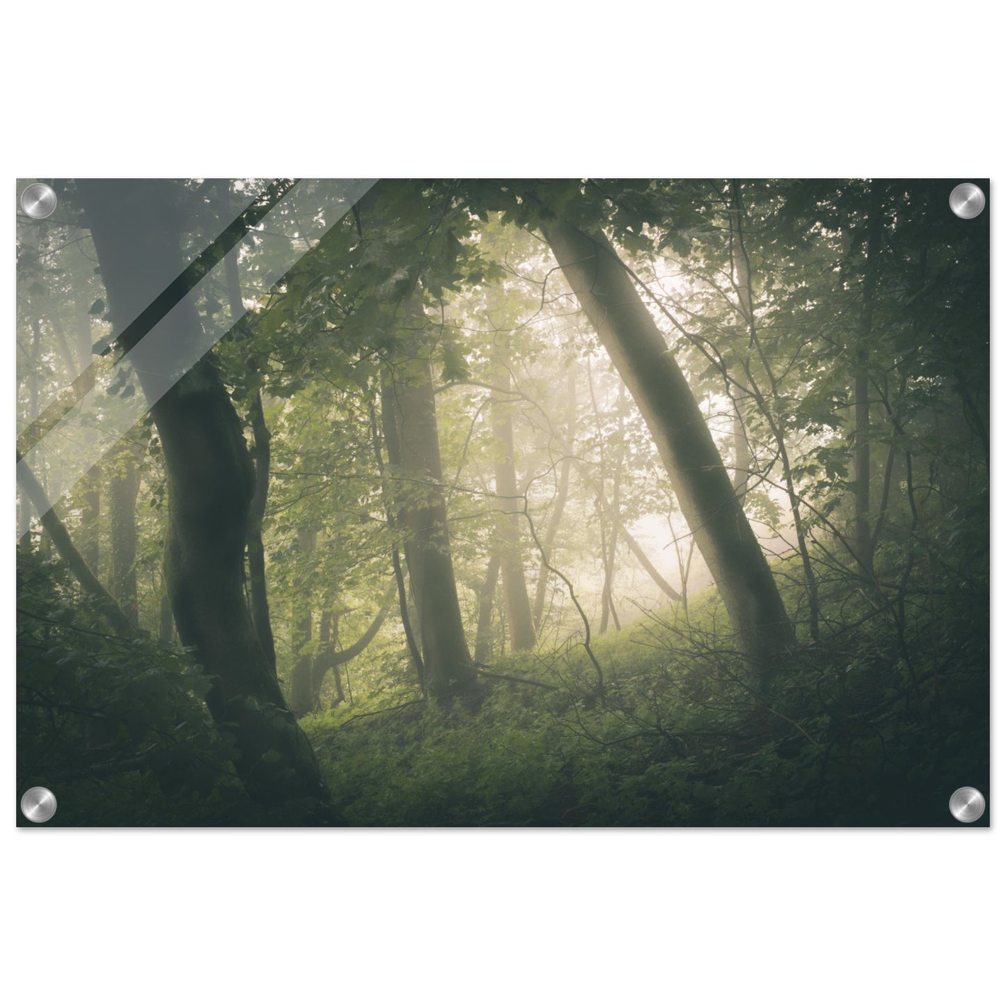 Ein Wald im Nebel