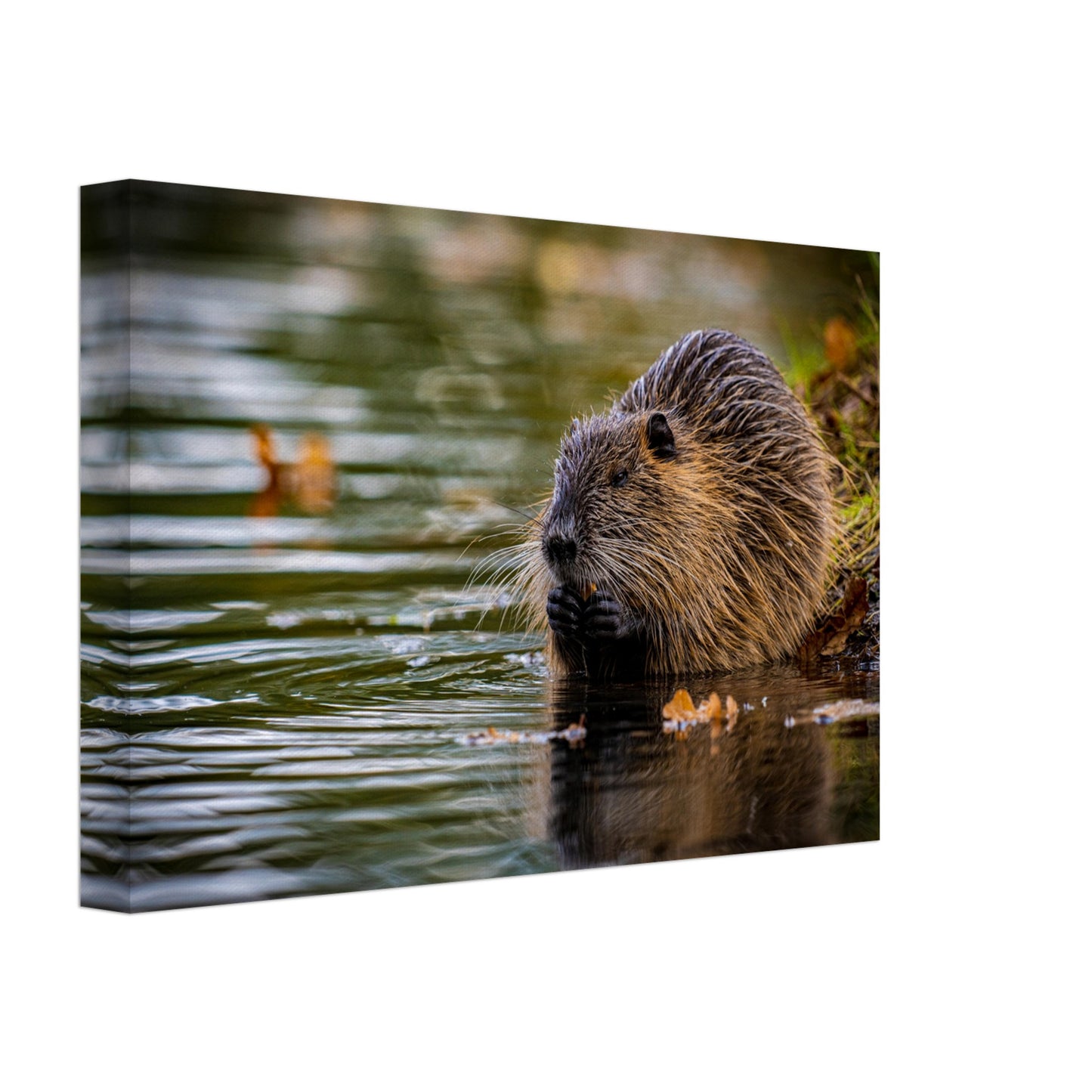 Nutria