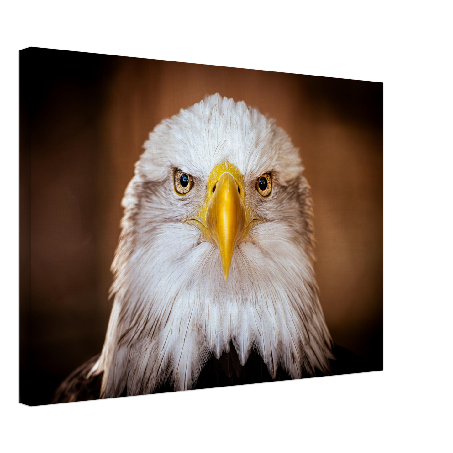 Weißkopfseeadler