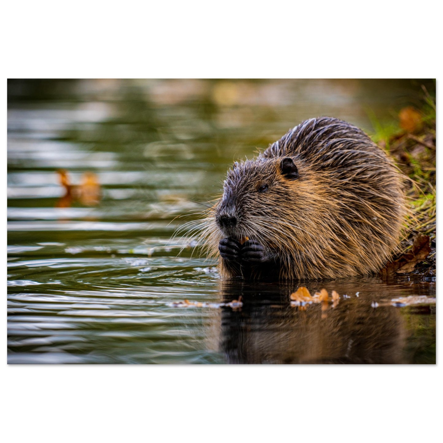 Nutria