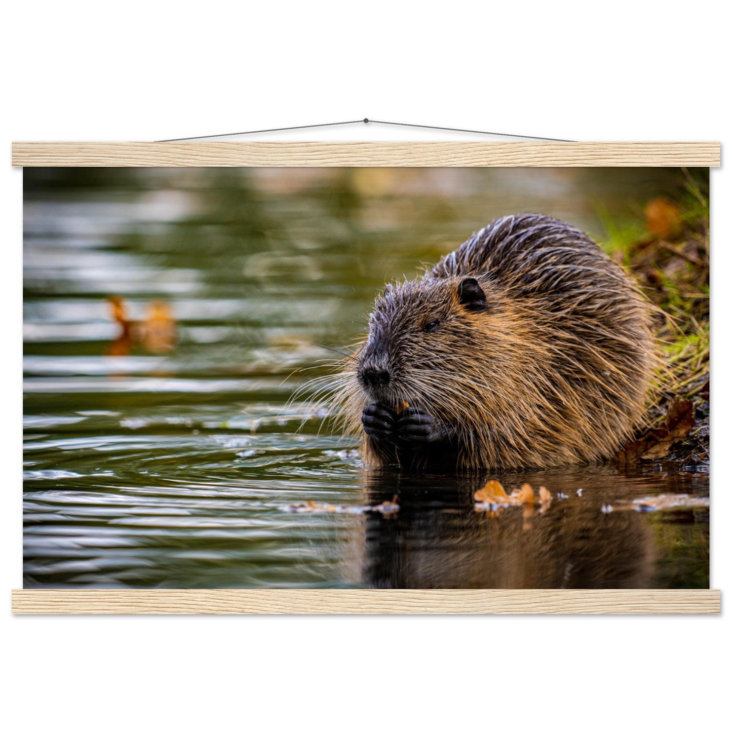 Nutria