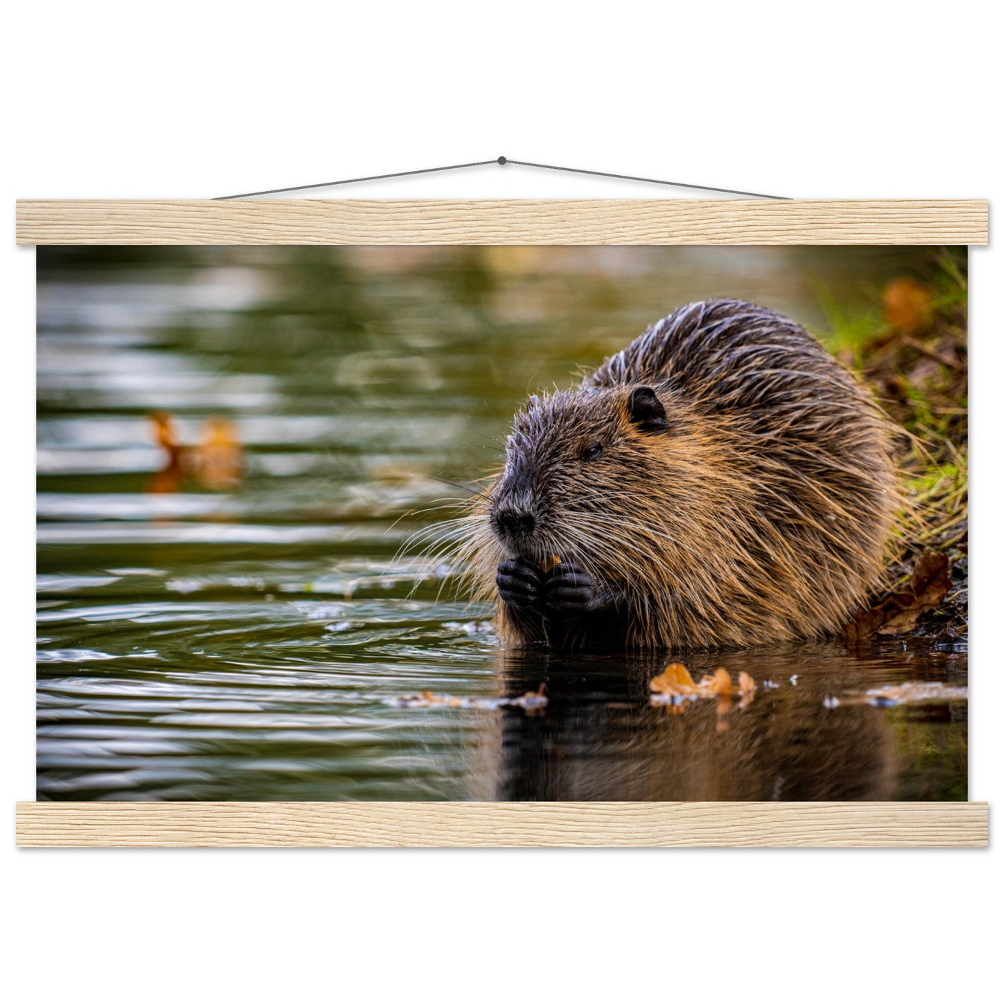 Nutria