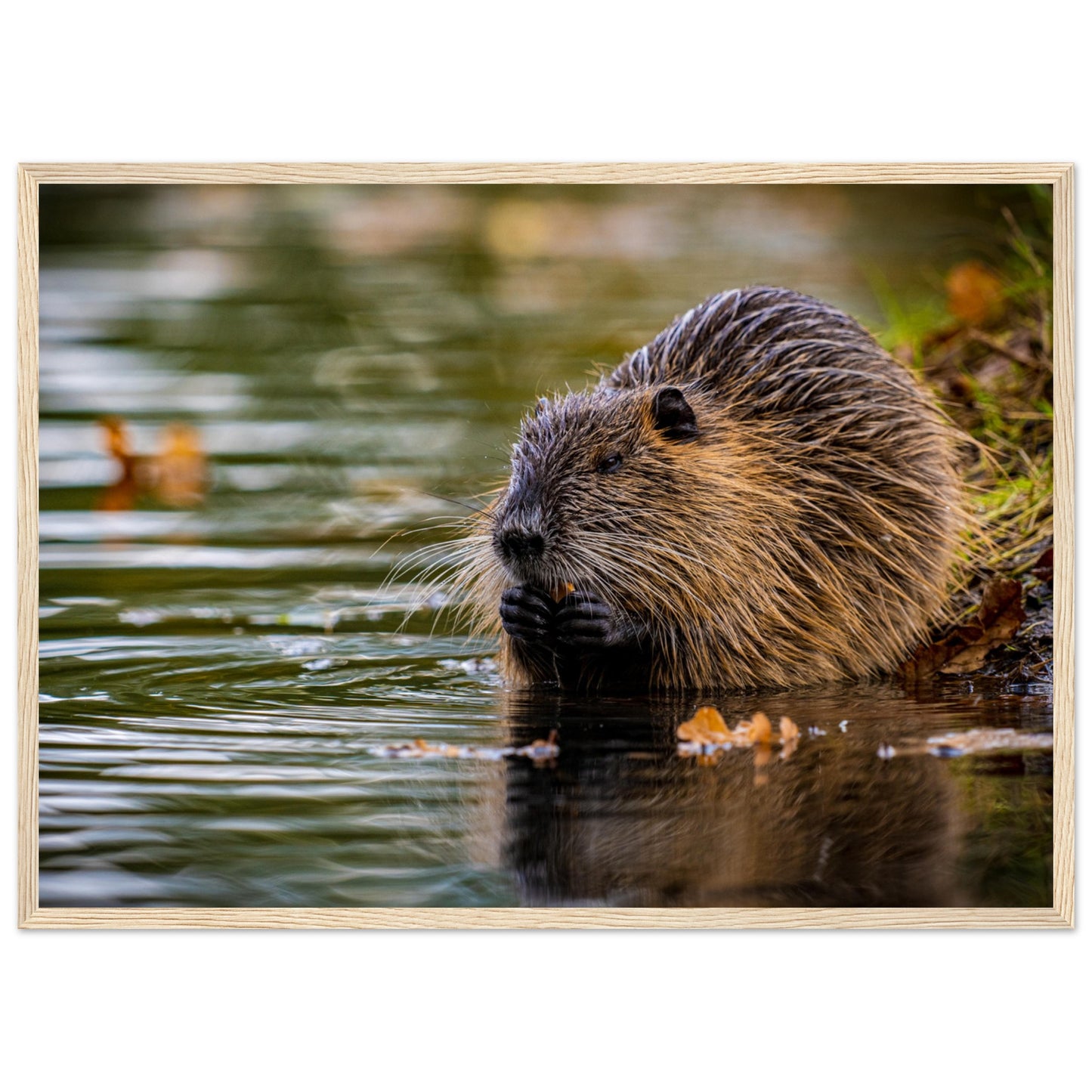 Nutria