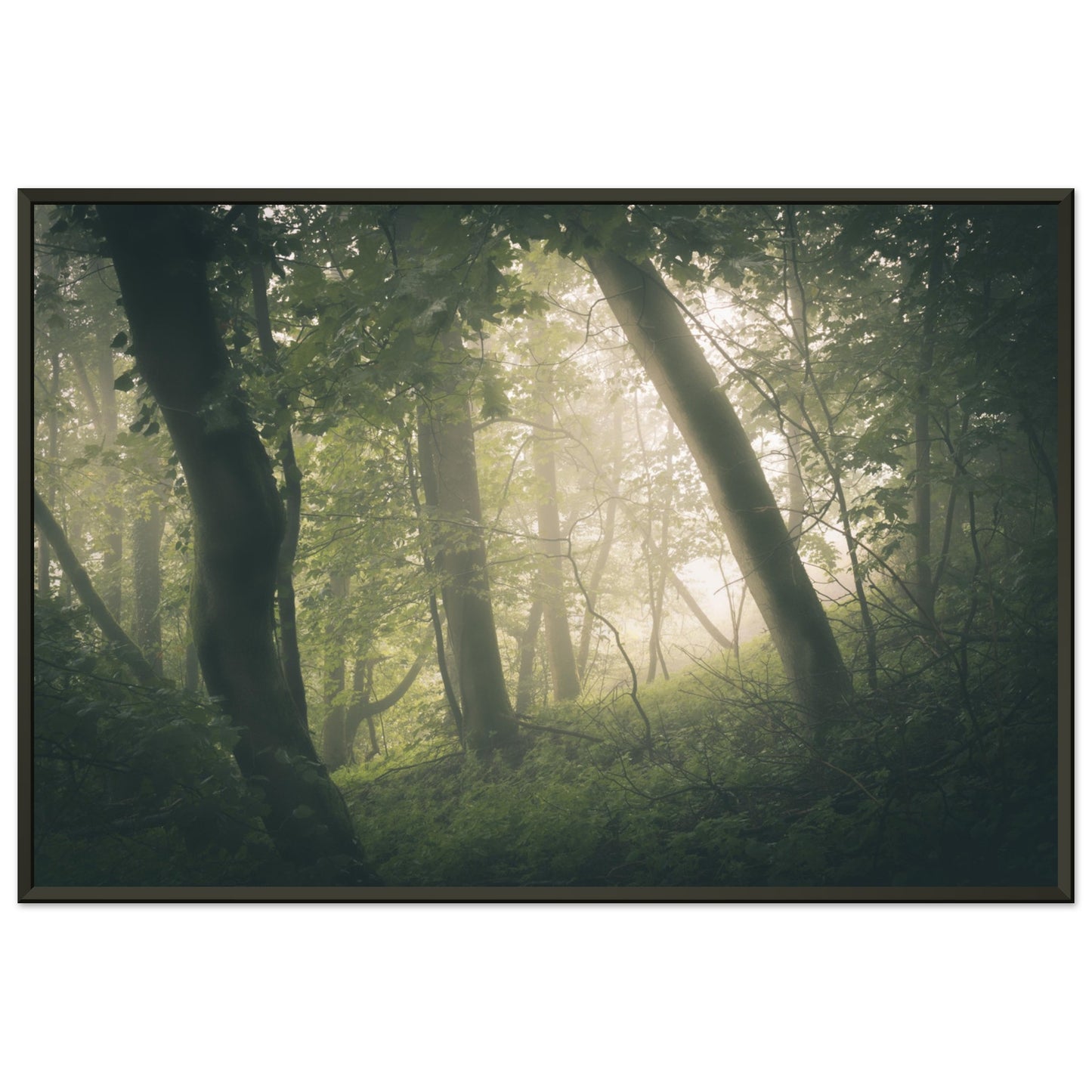 Ein Wald im Nebel