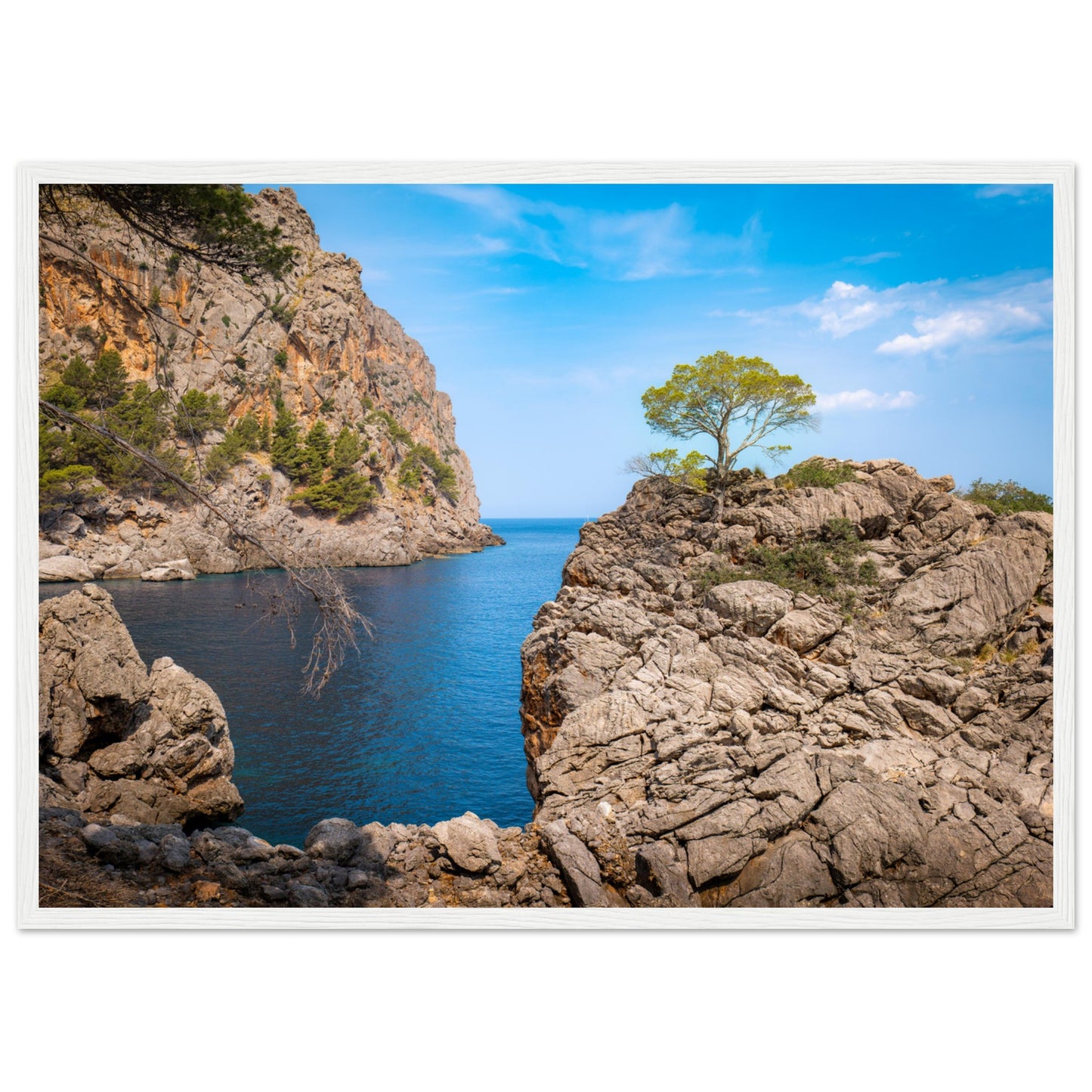 Einsamer Baum auf der Klippe von Sa Calobra