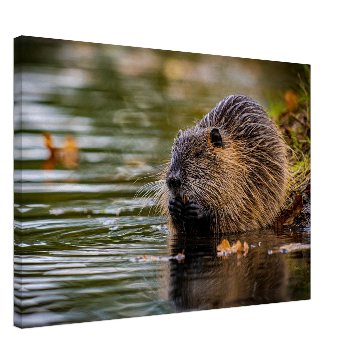 Nutria