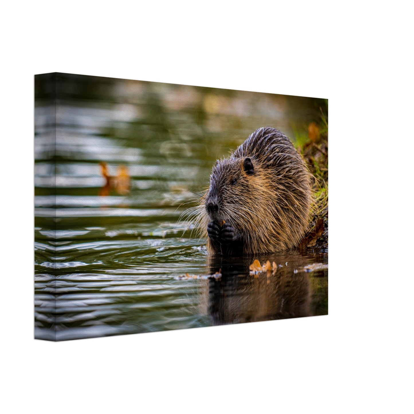 Nutria