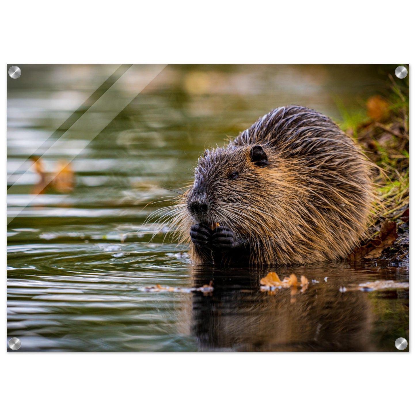 Nutria