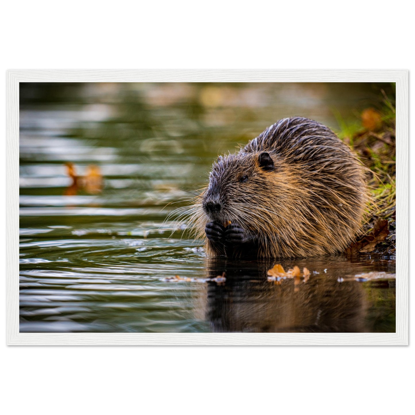 Nutria