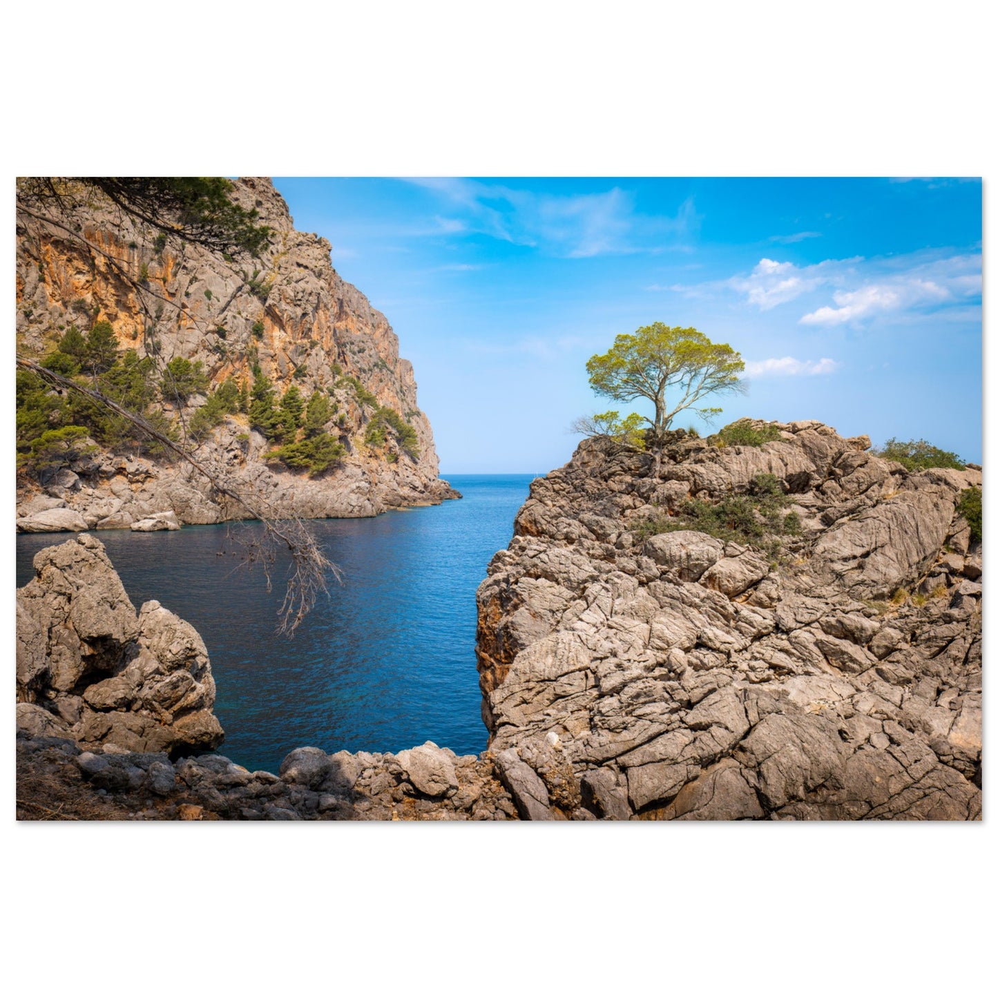 Einsamer Baum auf der Klippe von Sa Calobra