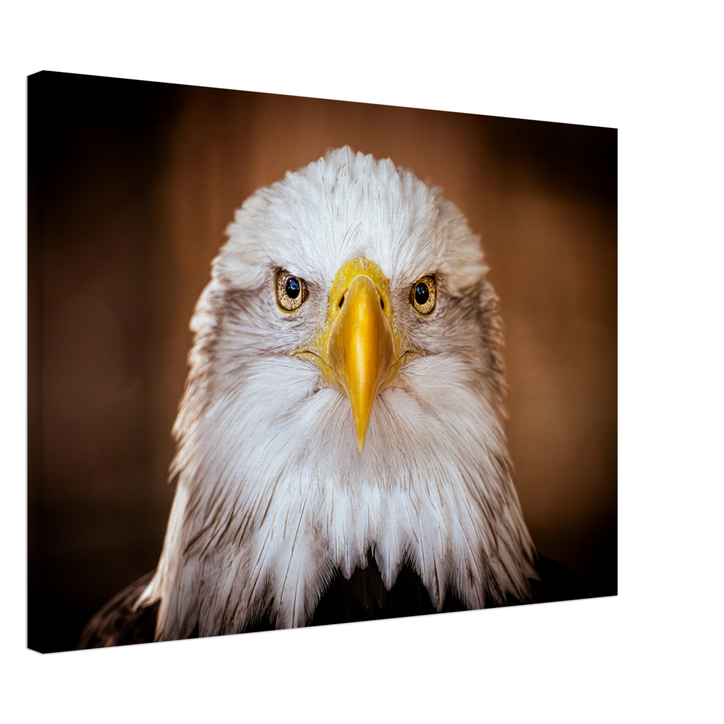 Weißkopfseeadler