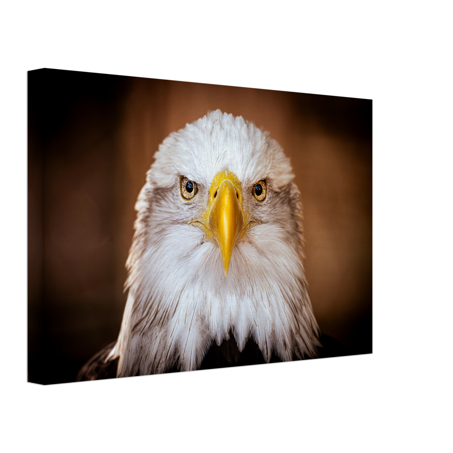 Weißkopfseeadler