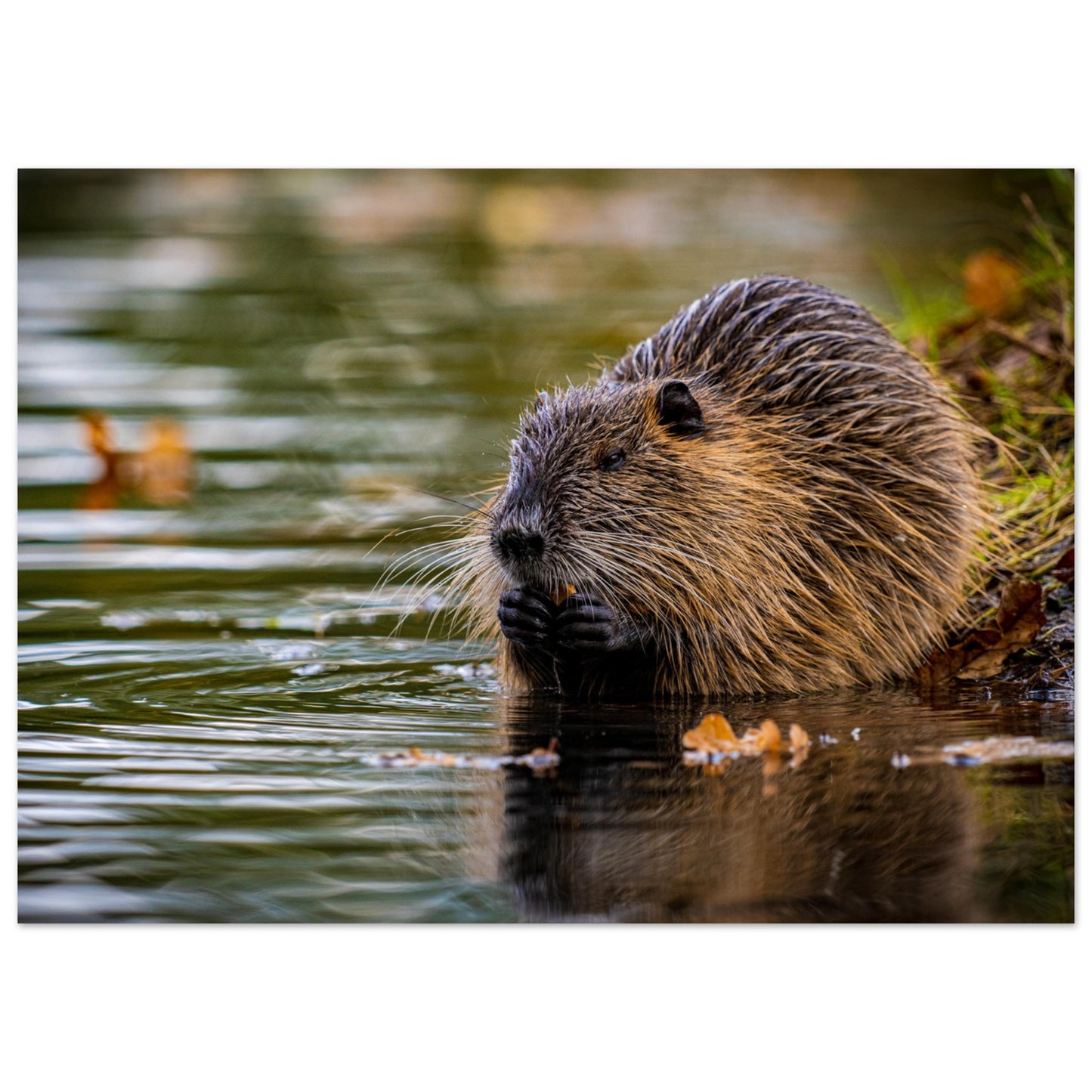 Nutria