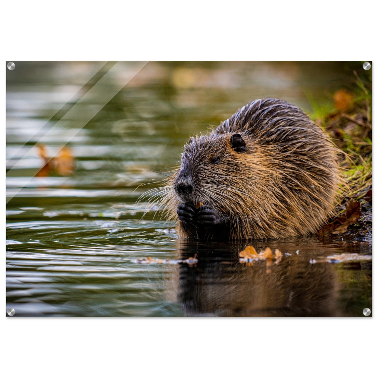 Nutria