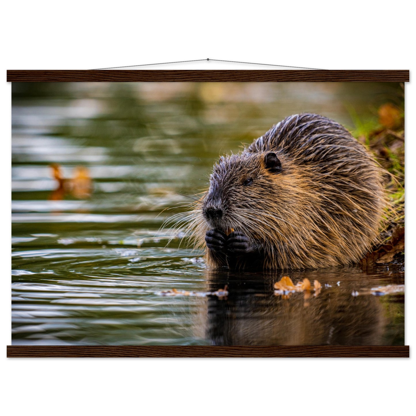 Nutria