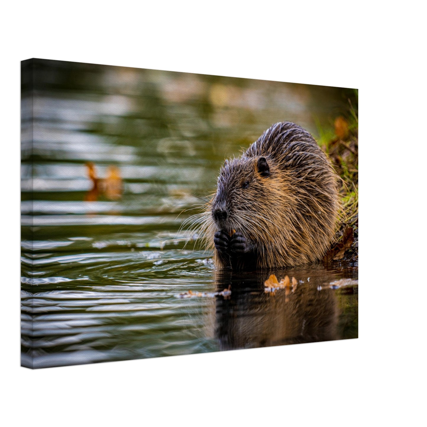 Nutria